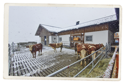 Bio Kalbinnen Aufzucht - Schneiderbauer-Hof