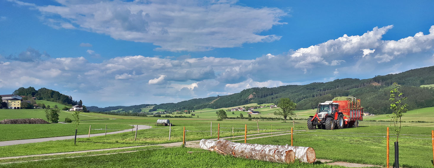 Schneiderbauer-Hof - Kalbinnenaufzucht