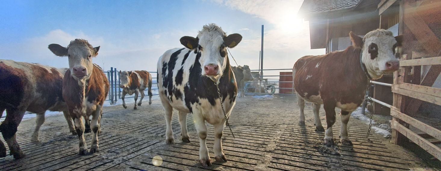 Schneiderbauer-Hof - Kalbinnenaufzucht