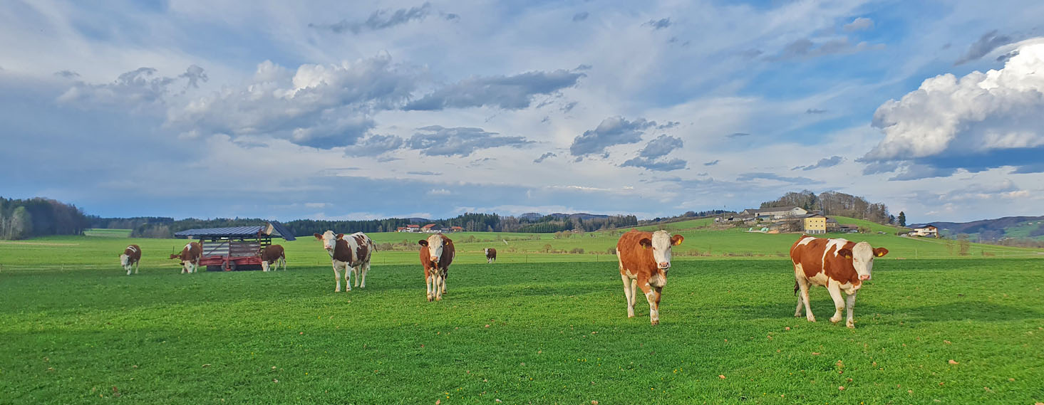 Schneiderbauer-Hof - Kalbinnenaufzucht