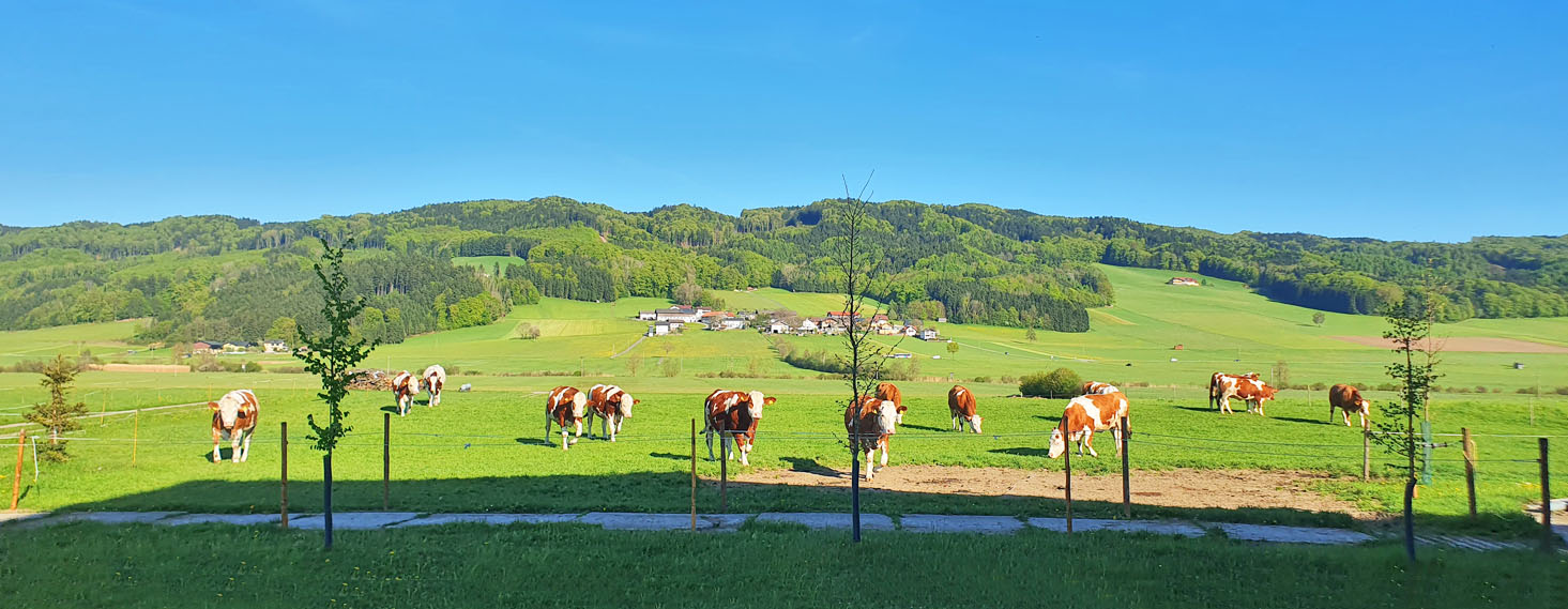 Schneiderbauer-Hof - Kalbinnenaufzucht